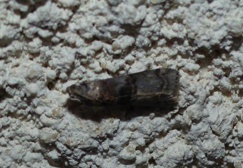 Réf. 315 261 : Phycita roborella